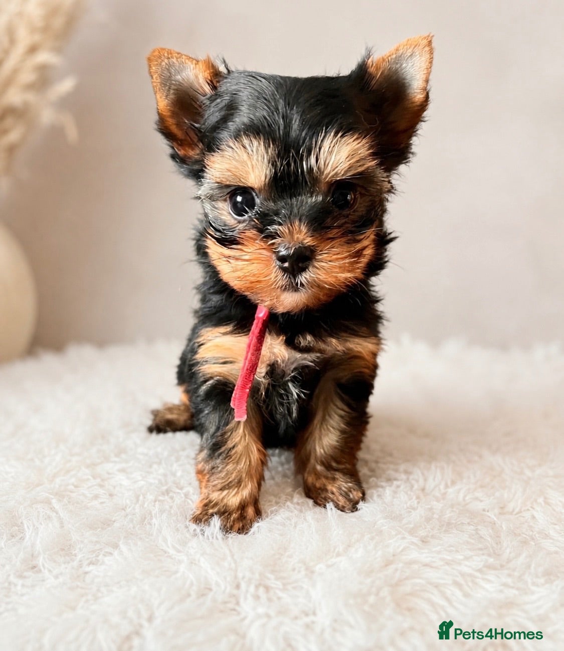 Yorkshire Terrier dogs 🌺 Only one tiny little girl is still available🌺 - Advert 5