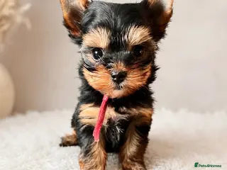 Yorkshire Terrier dogs 🌺 Only one tiny little girl is still available🌺 - Advert 5