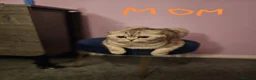 Scottish Fold cats for sale: 5 Beautiful Scottish Kittens Ready for Homes 🐾 - Advert 28