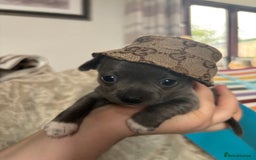 Chihuahua dogs for sale: 10 week old Chihuahua puppies. - Image 10