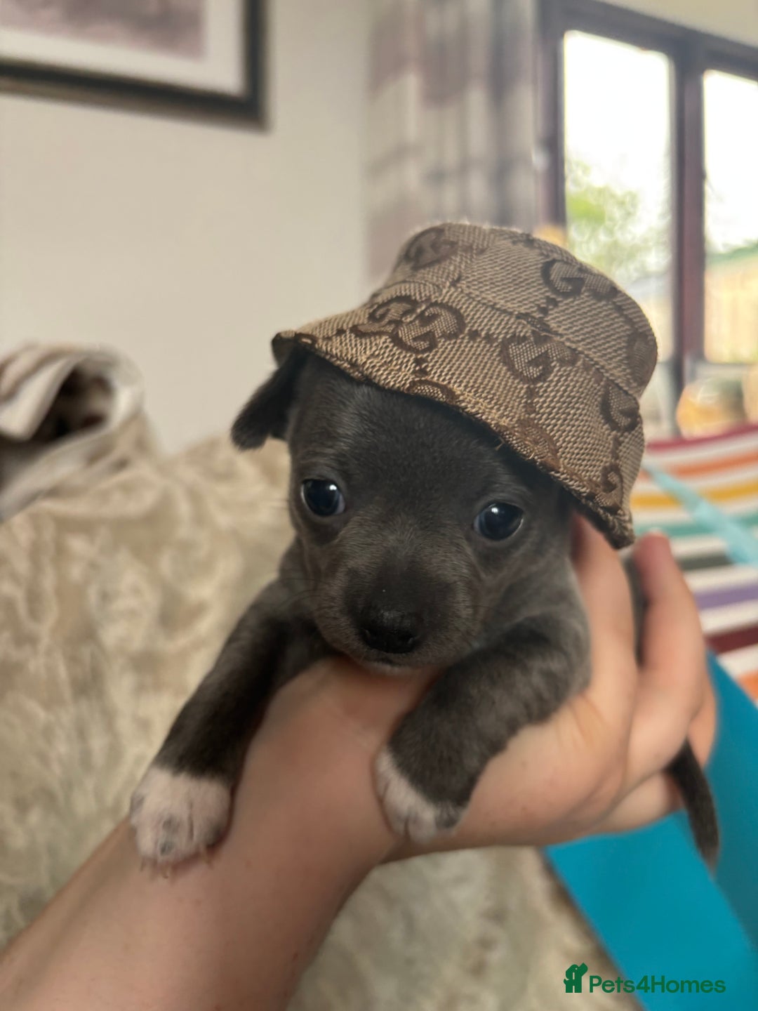 Chihuahua dogs for sale: 10 week old Chihuahua puppies. - Image 10