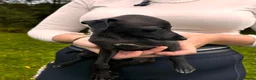 Italian Greyhound dogs for sale: KC Registered Italian Greyhounds Puppies - Advert 13
