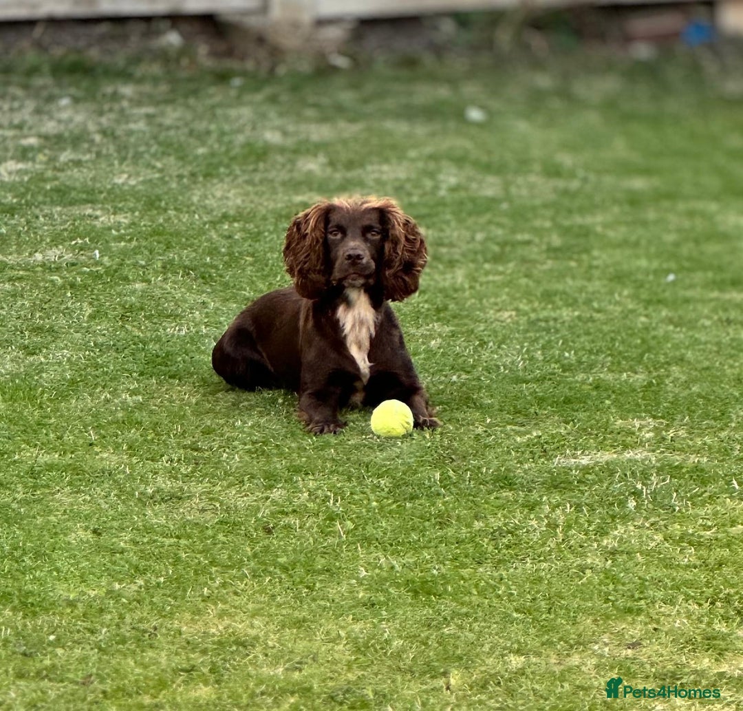 Sprocker dogs for sale: Sprocker spaniel puppies  - Advert 2