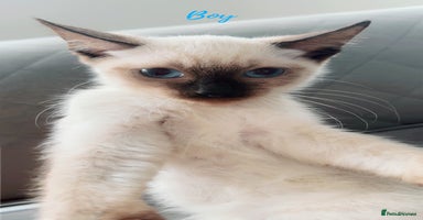 Ragdoll cats - Advert 1