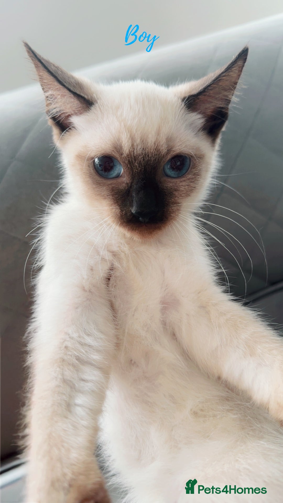 Ragdoll cats for sale: 💙Beautiful Ragdoll Kittens – Ready Now – £700 - Image 2