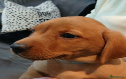 Labrador Retriever dogs for sale: KC Reg Fox Red Labrador pups.Council licensed. - Image 2