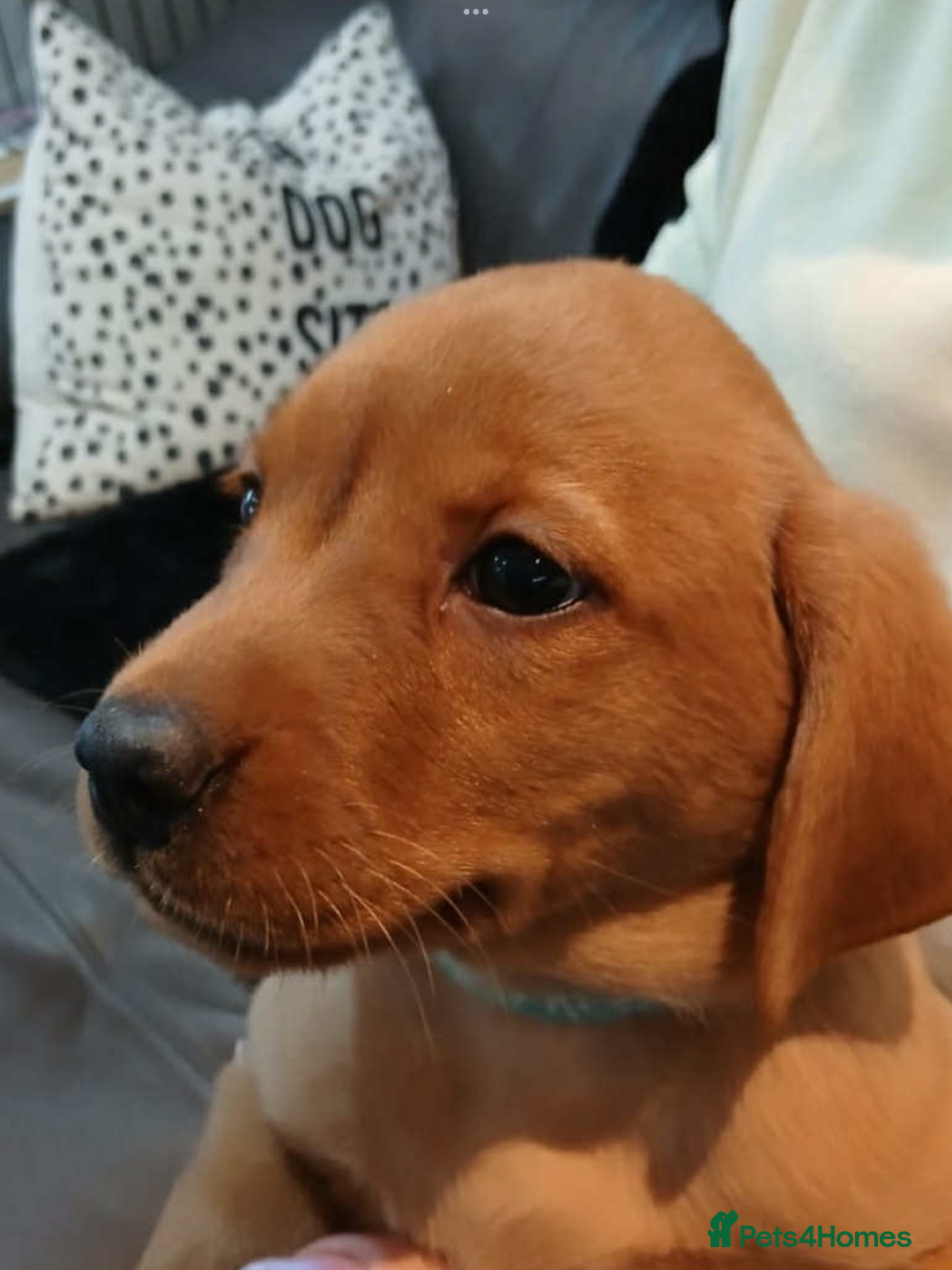 Labrador Retriever dogs for sale: KC Reg Fox Red Labrador pups.Council licensed. - Image 2