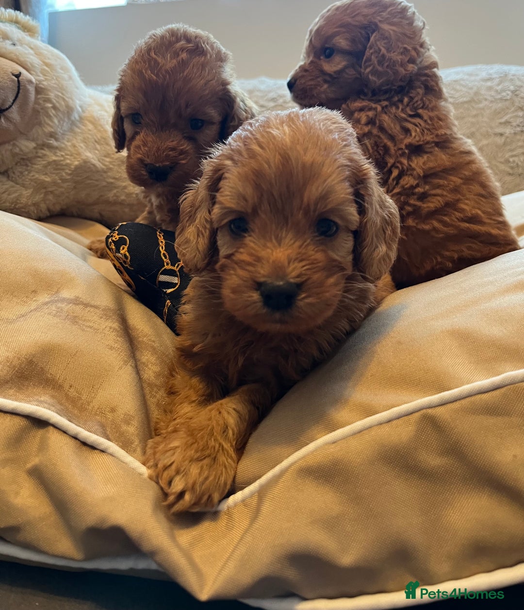 Cockapoo dogs for sale: F1 cockapoo puppies- Health test clear  - Image 30