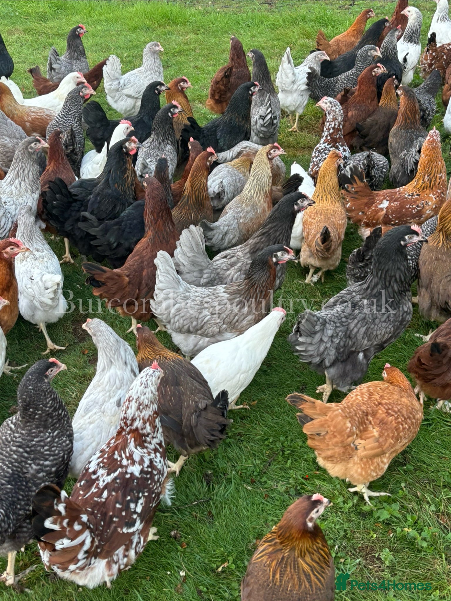 Chickens poultry Quality Point of lay Hybrids for sale  - Advert 7