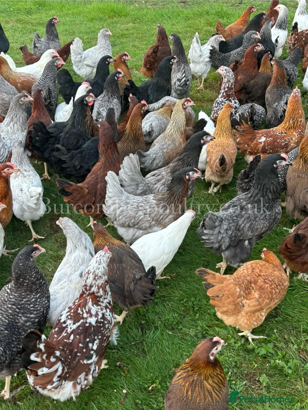 Chickens poultry for sale: Quality Point of lay Hybrids for sale  - Advert 1