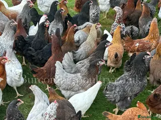 Chickens poultry Quality Point of lay Hybrids for sale - Advert 7