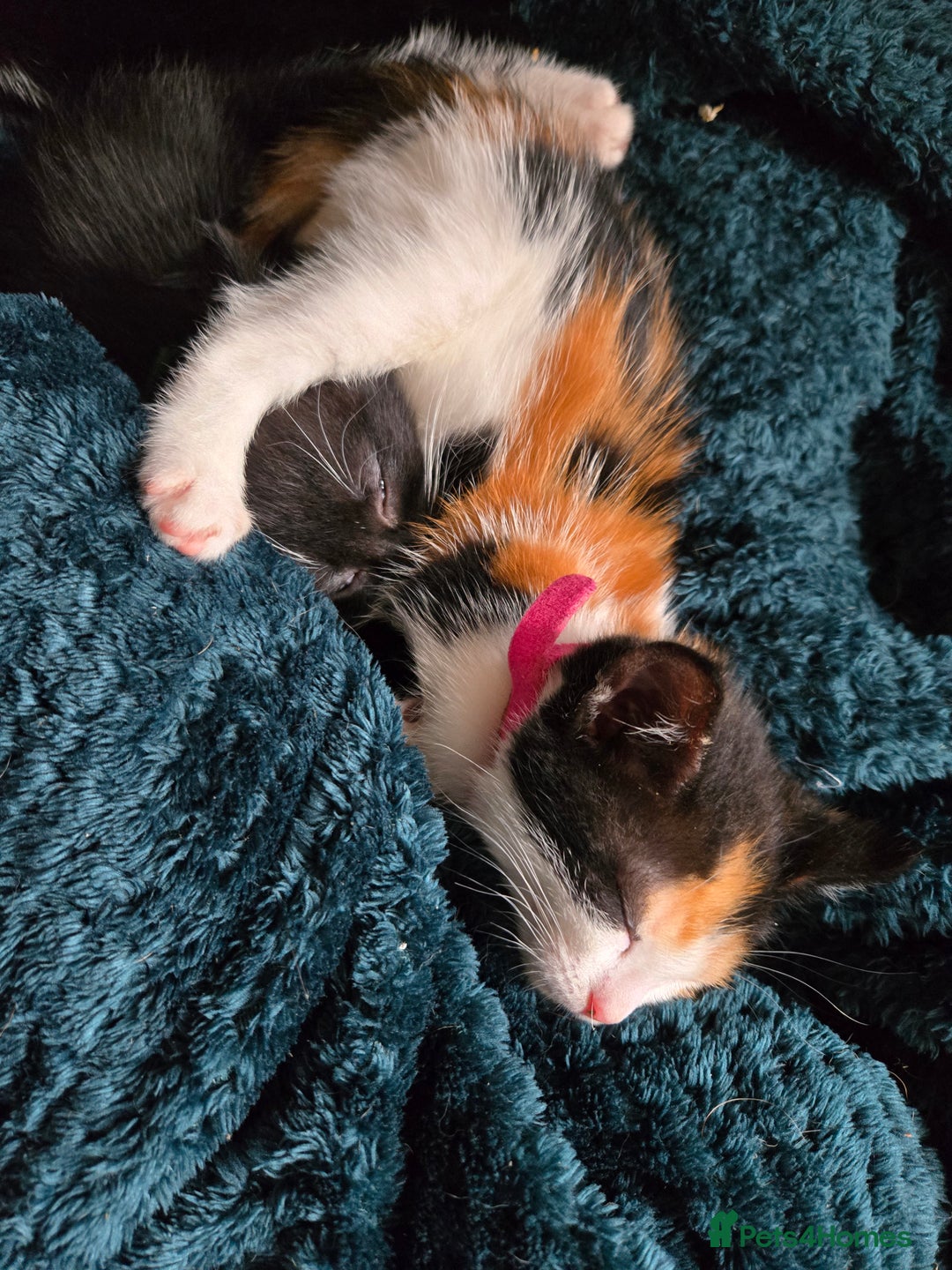 Mixed Breed cats for sale: Gorgeous kittens looking for forever home - Image 5