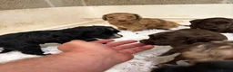 Sproodle dogs for sale: Beautiful Sproodles for sale F1 - Advert 9