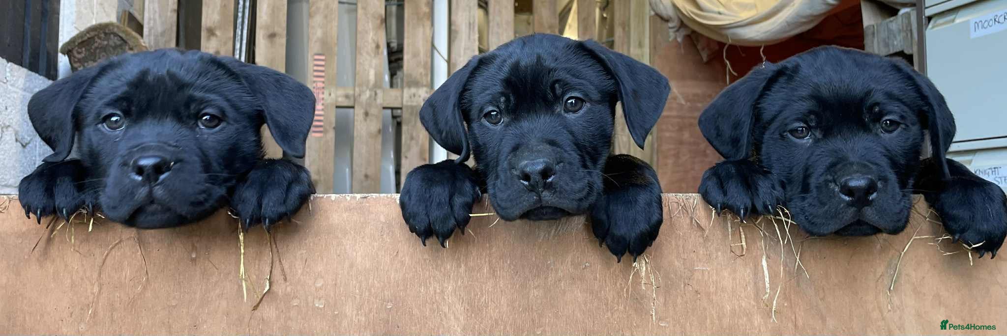 Mixed Breed dogs PointerxLabxRotweiller  - Advert 1