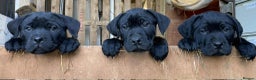 Mixed Breed dogs for sale: PointerxLabxRotweiller  - Advert 1