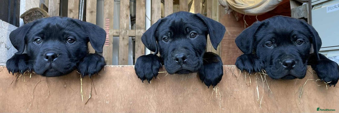 Mixed Breed dogs for sale: PointerxLabxRotweiller  - Advert 1