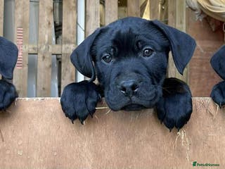 Mixed Breed dogs PointerxLabxRotweiller - Advert 18