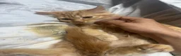 British Longhair cats for sale: British long hair + Turkish arugula  - Advert 16