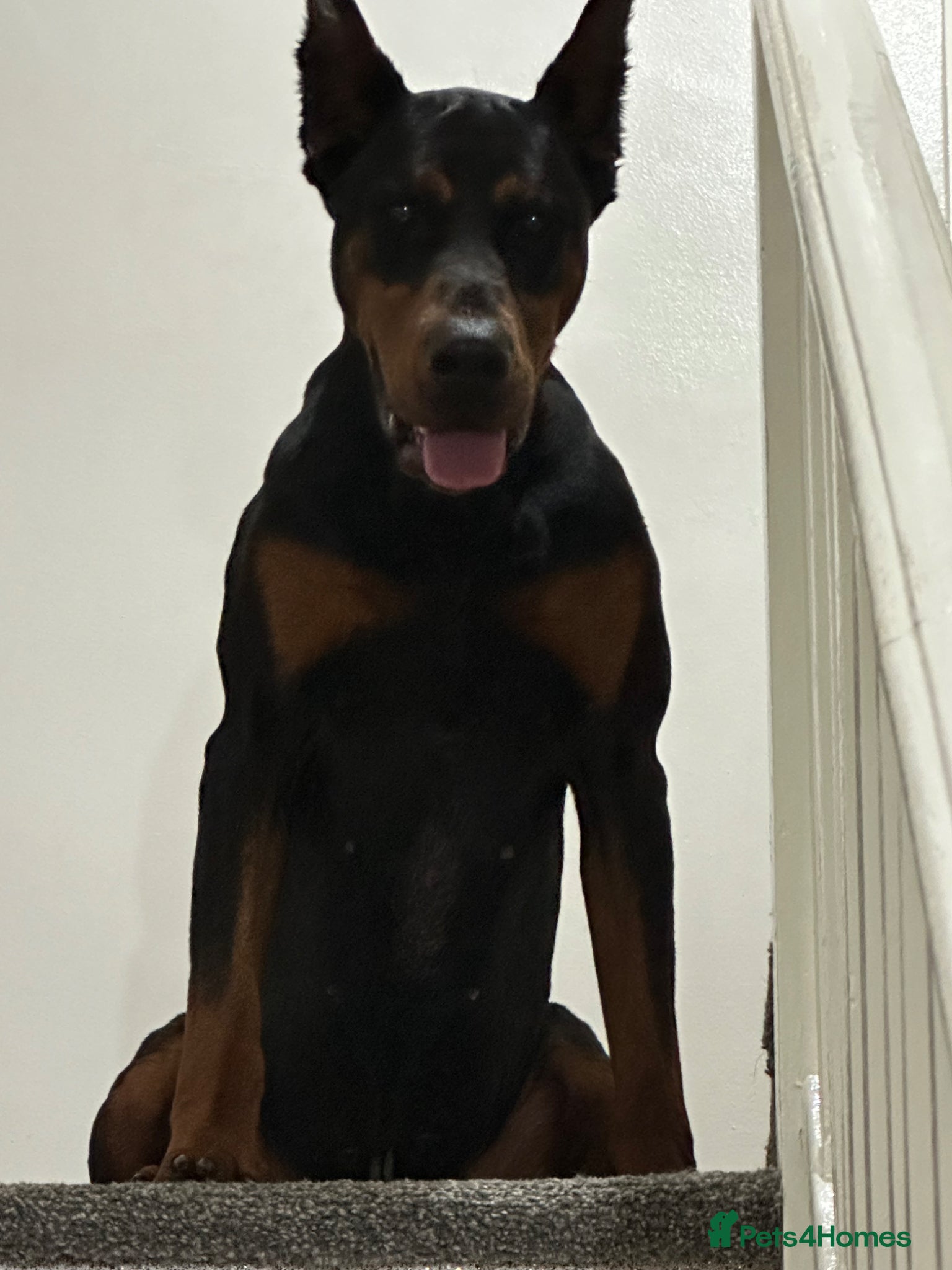 Dobermann dogs Doberman Stud–Excellent Temperament & Well Trained - Advert 2