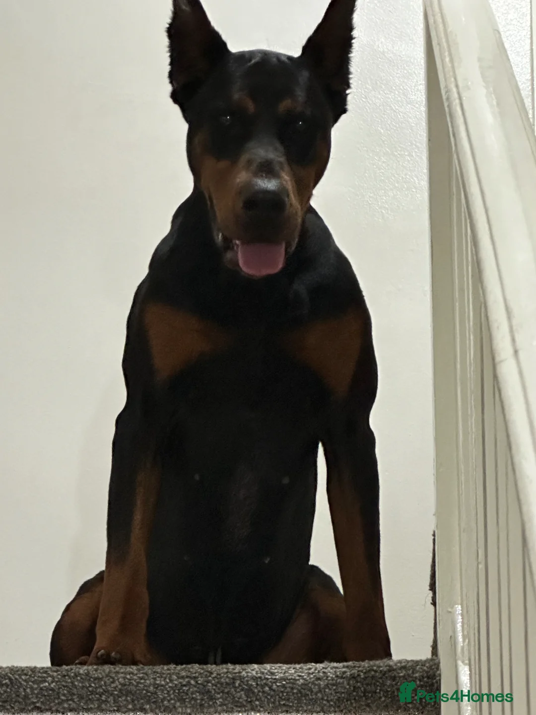 Dobermann dogs for stud: Doberman Stud–Excellent Temperament & Well Trained - Advert 1