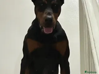 Dobermann dogs Doberman Stud–Excellent Temperament & Well Trained - Advert 1