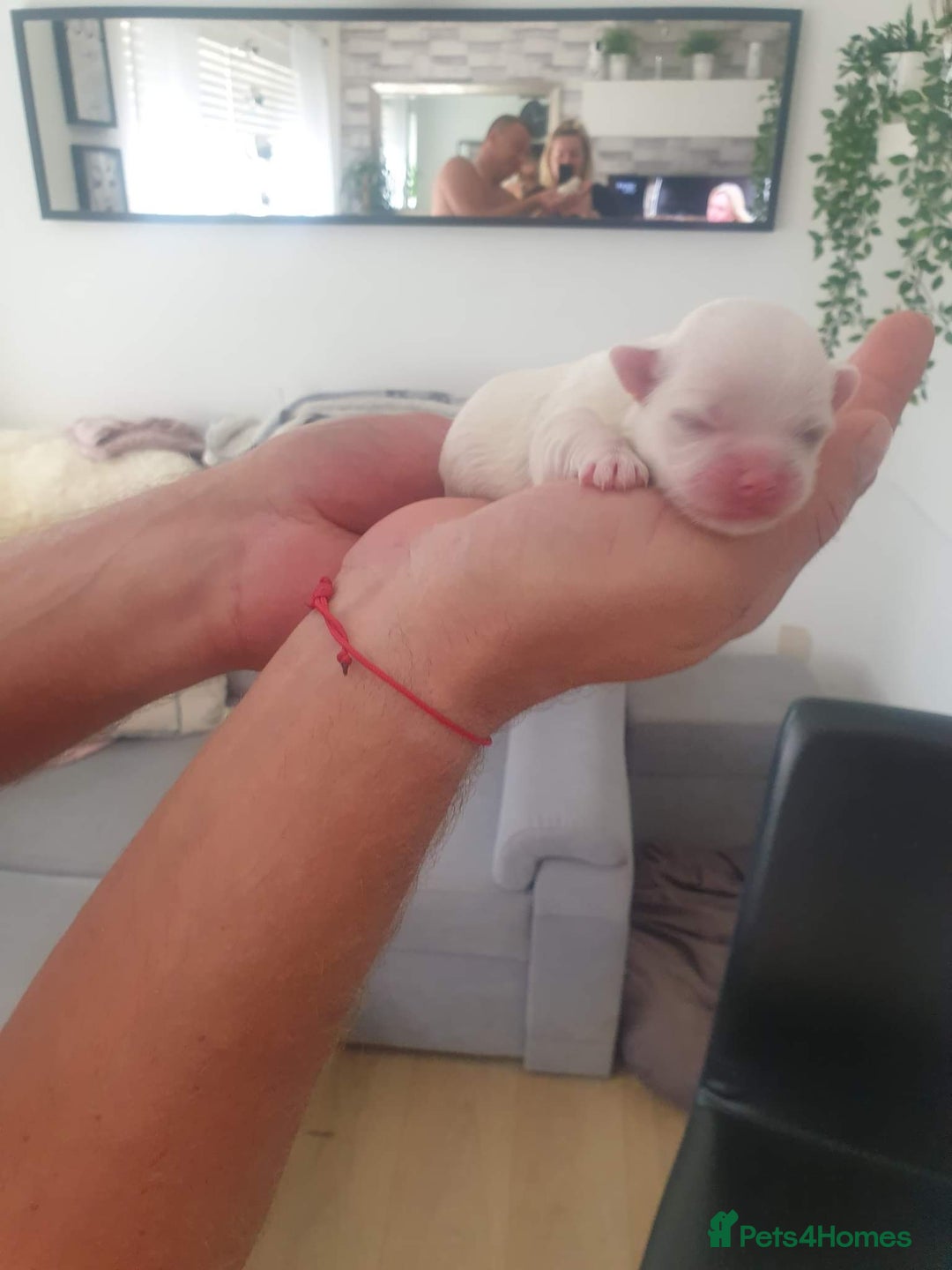 Maltese dogs for stud: Rocky Tiny Maltese for stud in Coventry - Image 9