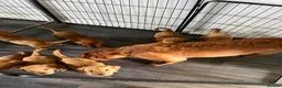 Labrador Retriever dogs for sale: Roxey red tops  - Advert 9