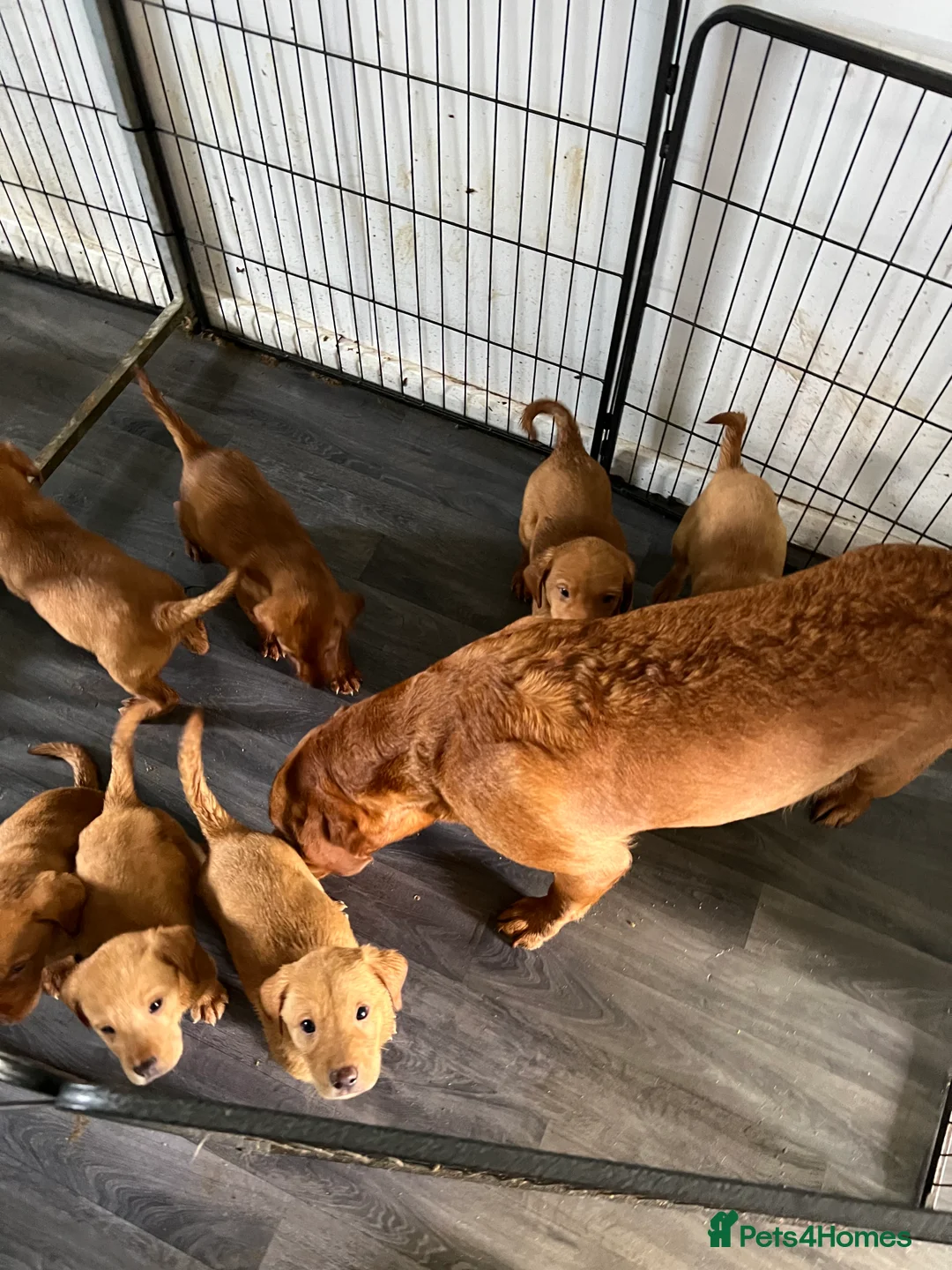 Labrador Retriever dogs for sale: Roxey red tops  - Advert 9