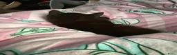 Mixed Breed cats for sale: Tuxedo mix kitten in Birmingham - Advert 4