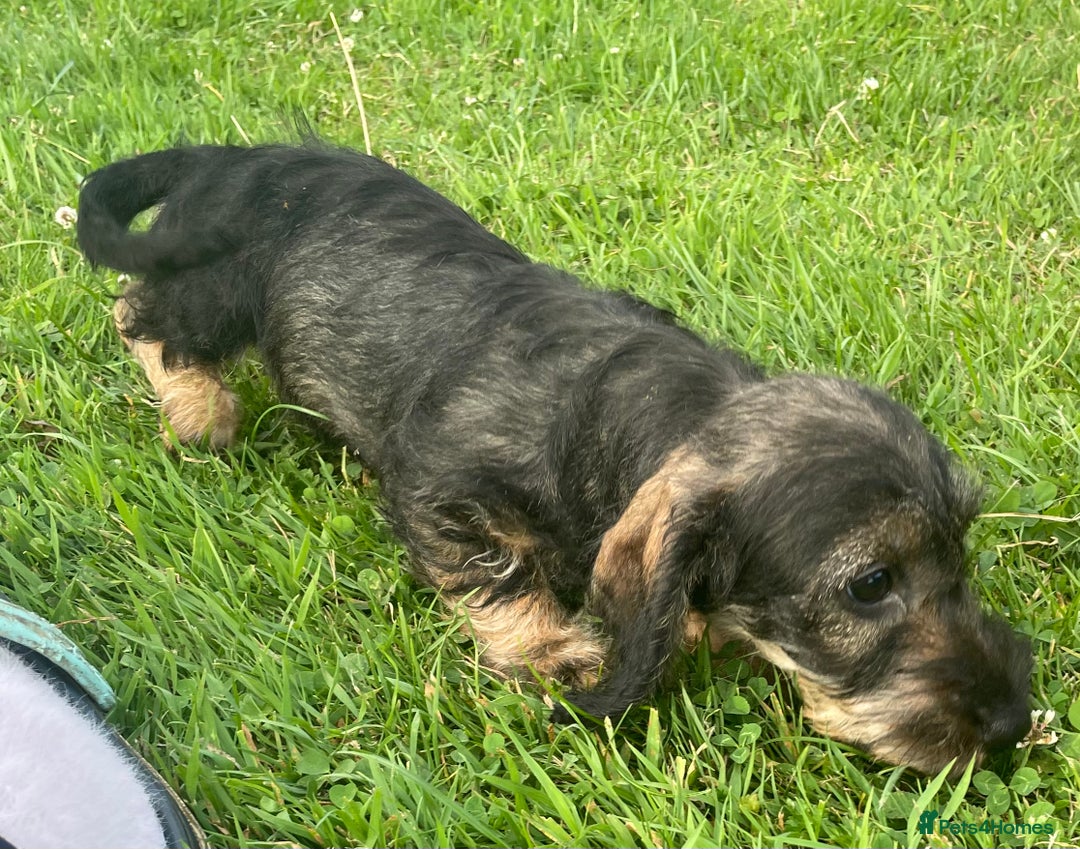 Dachshund dogs for sale: Standard Wire Haired Dachshunds - Image 17