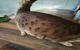 Australian Mist cats for sale: Senior cat for a loving home  - Image 7