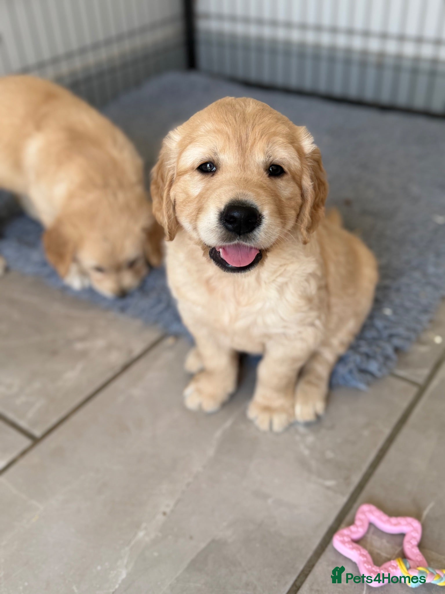 Golden Retriever dogs Beautiful KC Golden Retrievers  - Advert 2