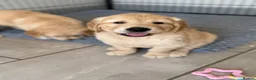 Golden Retriever dogs for sale: Beautiful KC Golden Retrievers  - Advert 9
