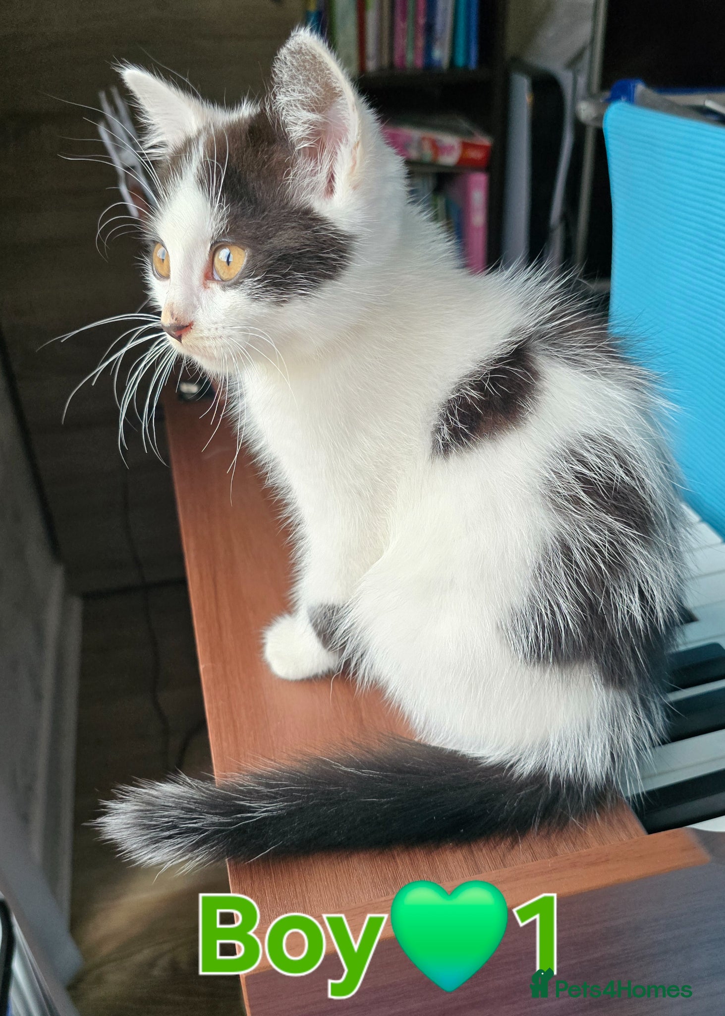 Mixed Breed Kitten 1