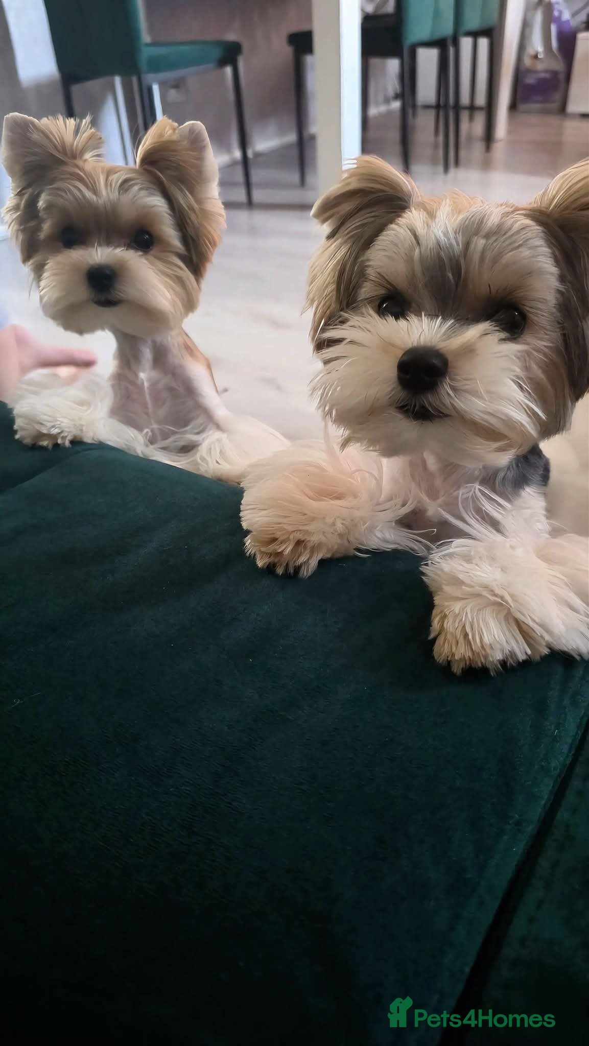 Yorkshire Terrier dogs Tiny Biewer terrier puppies - Advert 1