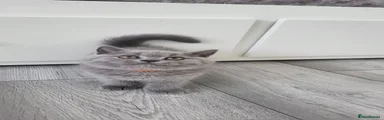 British Shorthair 2