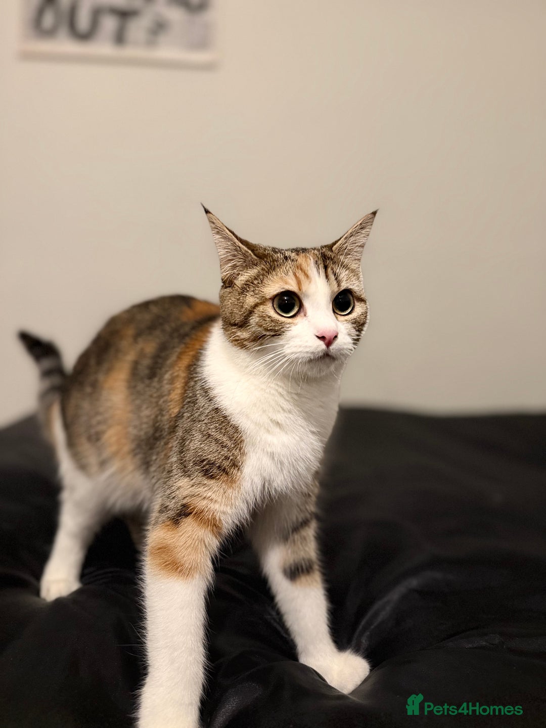 Domestic Shorthair cats for sale: Kittens for sale - Advert 4