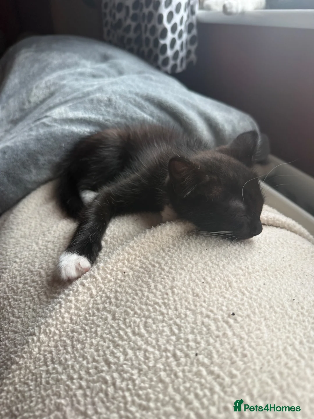 Mixed Breed cats for sale: 5 kittens available now - Advert 19