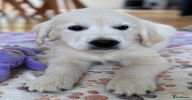 Golden Retriever dogs - Advert 12