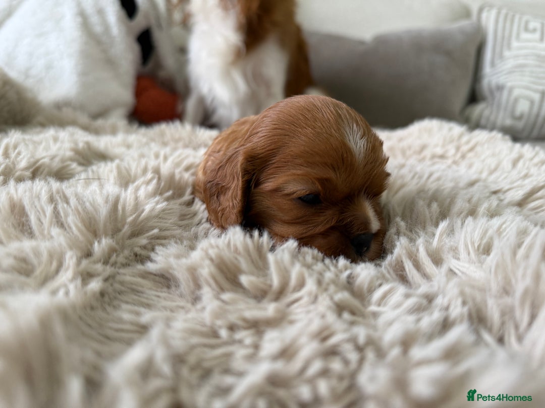 Cavalier King Charles Spaniel dogs for sale: Cavalier King Charles  - Image 9