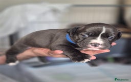 Olde English Bulldogge dogs for sale: STUNNING LITTER OF OLD ENGLISH BULLDOGS 😍  - Image 14