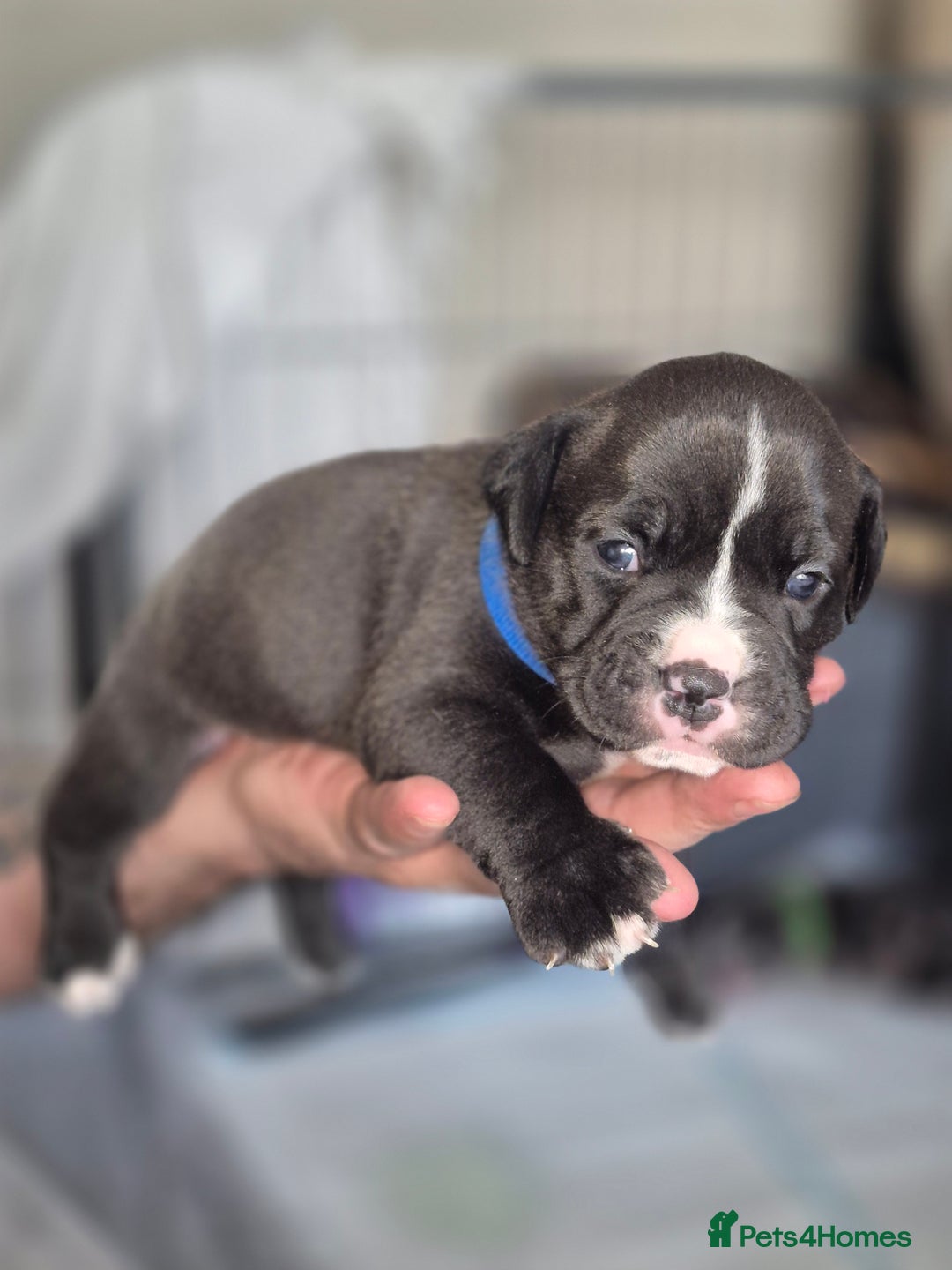 Olde English Bulldogge dogs for sale: STUNNING LITTER OF OLD ENGLISH BULLDOGS 😍  - Image 14