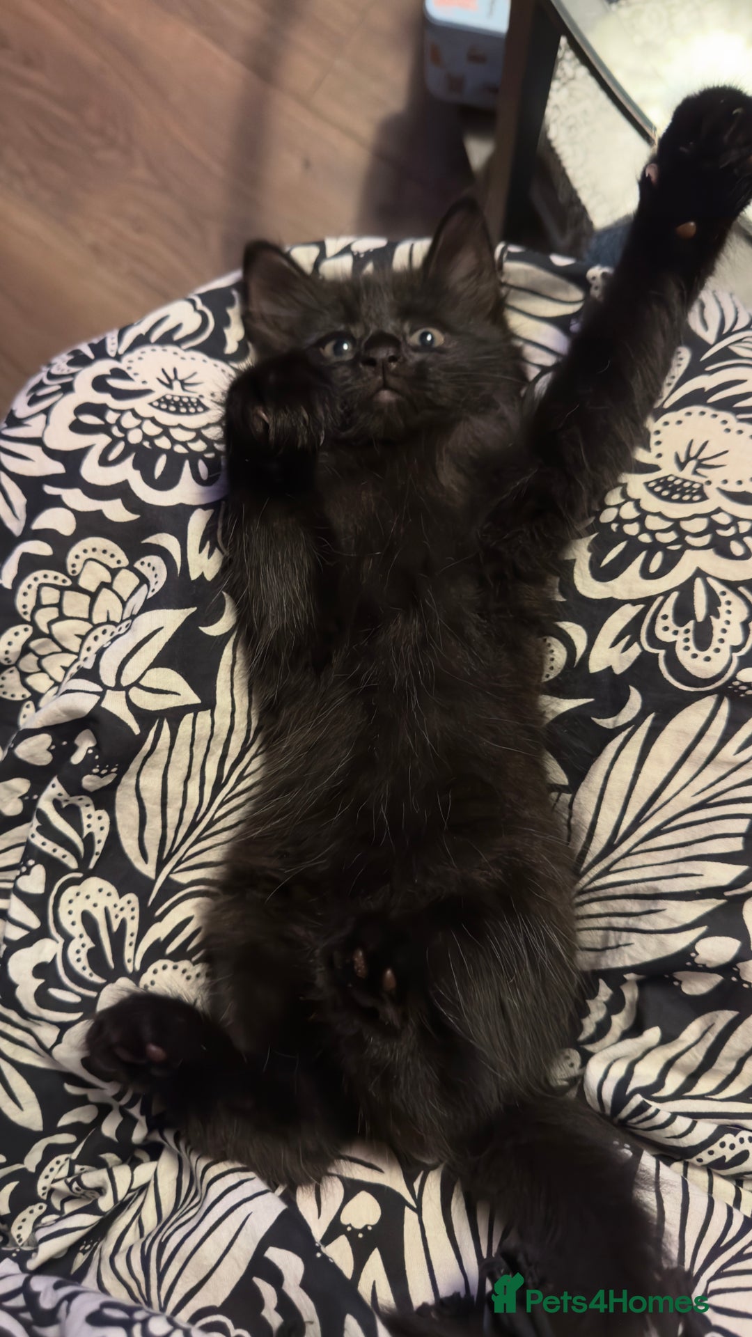 Mixed Breed cats for sale: Beautiful kittens!!!!! READY from 7/08/25 - Image 33