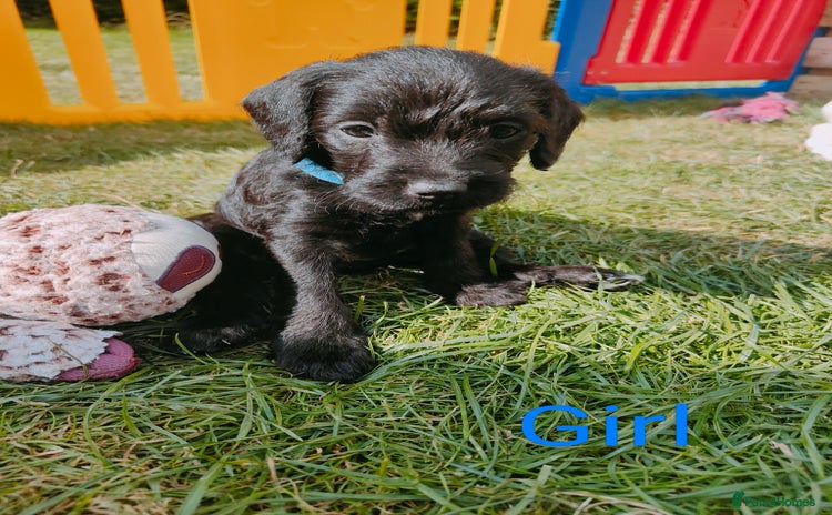 Mixed Breed dogs - Advert 4