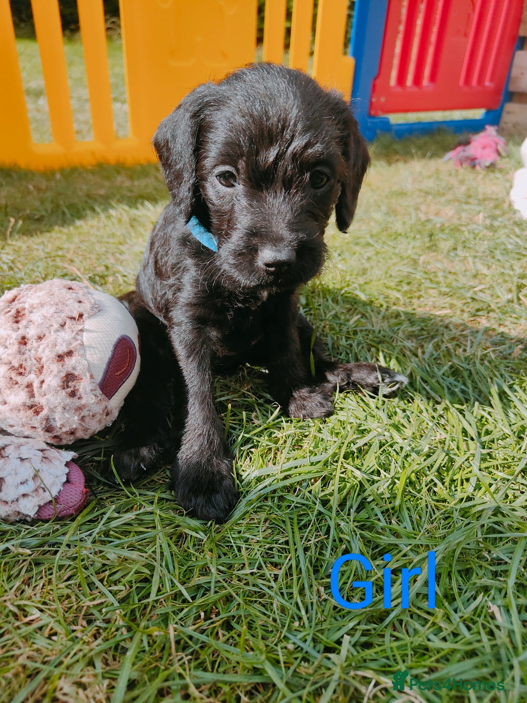 Mixed Breed dogs for sale: Cockapoo/Parsons Russell Pups - Image 1