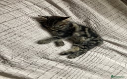 Mixed Breed cats for sale: 2 x 11 week old Female Kittens must go together!  - Image 22