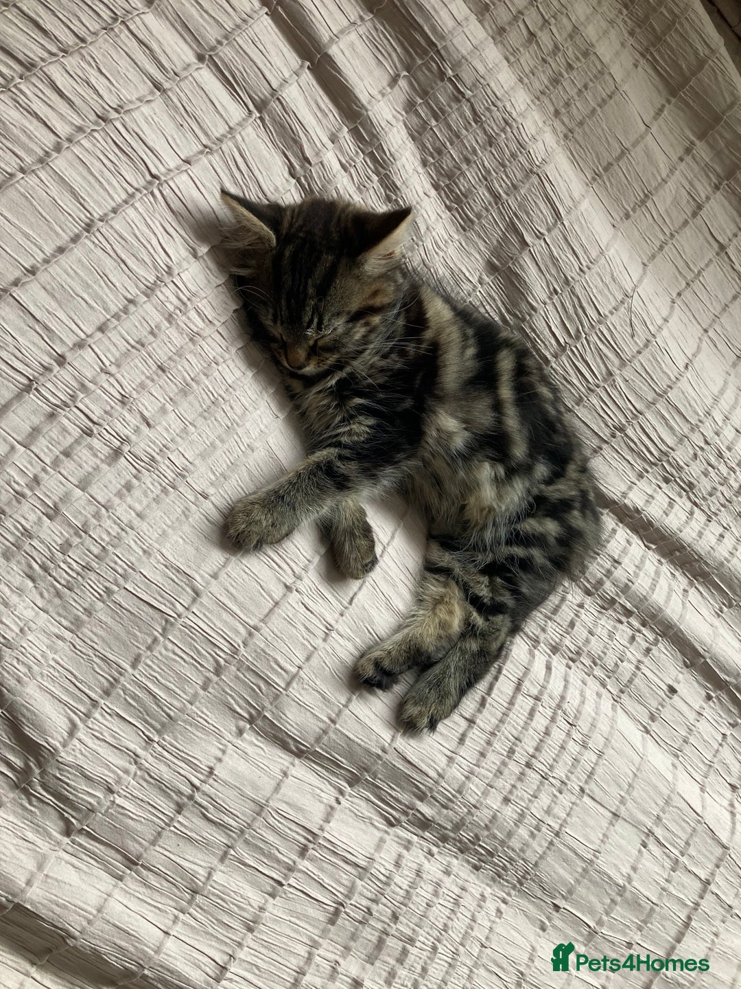 Mixed Breed cats for sale: 2 x 11 week old Female Kittens must go together!  - Image 22