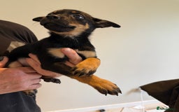 Australian Kelpie dogs for sale: Australian Kelpie puppies  - Image 12