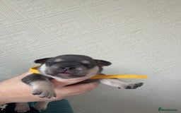 French Bulldog dogs for sale: 🐾 adorable French bulldog puppies for sale 🐾 - Image 9