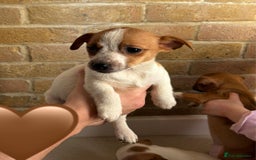 Chihuahua dogs for sale: Chihuahu Puppies - Image 8